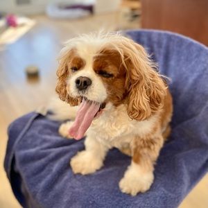 Meet your Posher, Alan